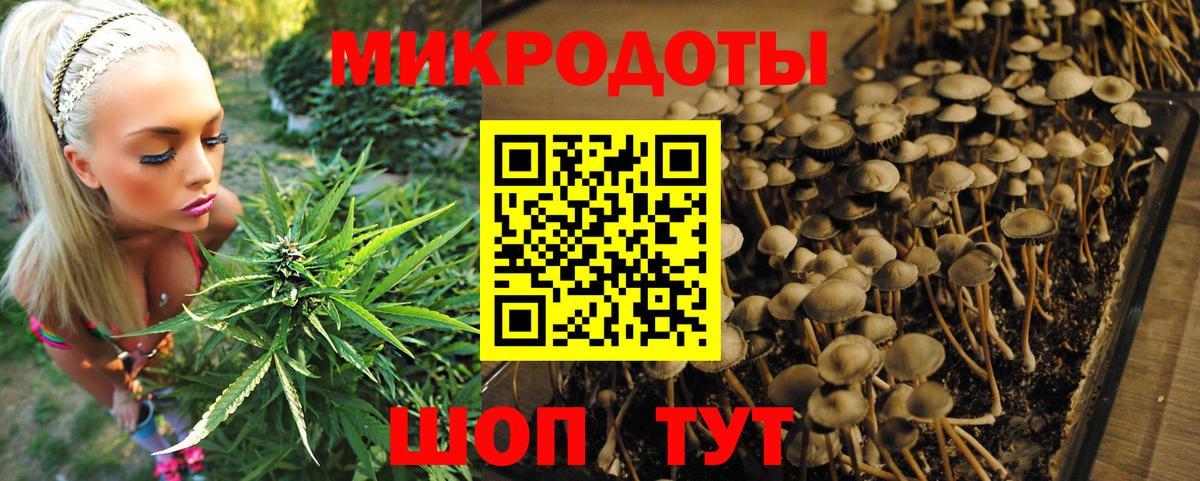 Псилоцибиновые грибы Magic Shrooms  Вход с VPN  продажа наркотиков  Кинель 